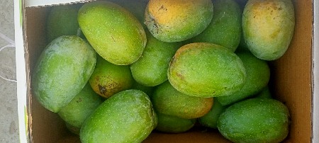 પાકેલ