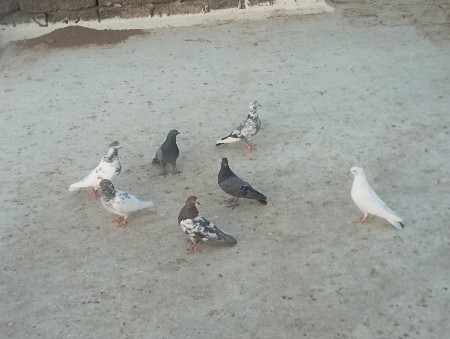 7 નગ છે એક સાથે