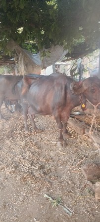 levi hoy to j fon karvu
