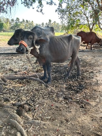 padi vesvani se