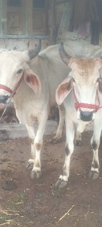 ગોઘલા