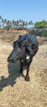 વેસવાની