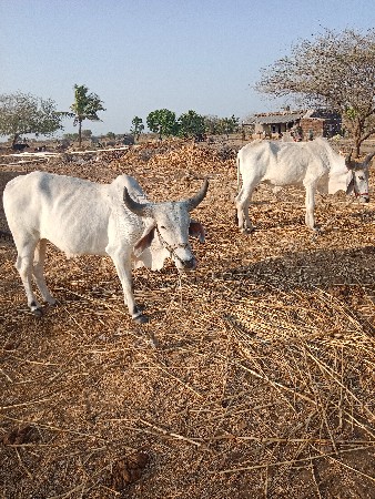આ ઘોધલા વેચવાના છે