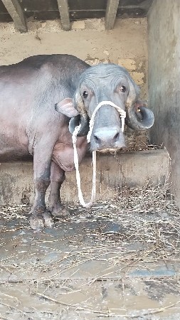 ભેંશ વેચવાની છે.