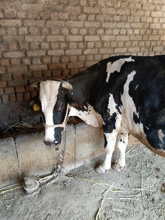 HF ગાય વેચવા ની છે