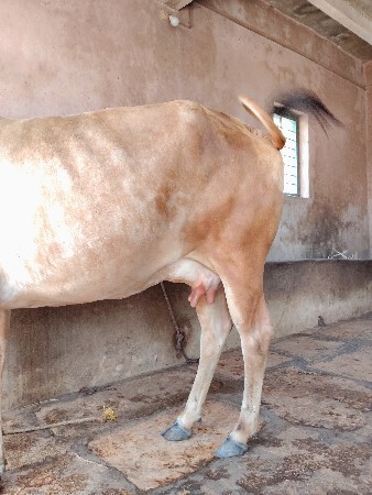 ગાય વેચવાની છે