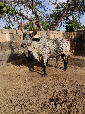 વેચવાના