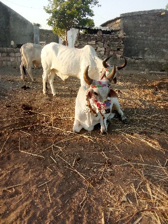 વેચવાના છે કે પાણી વાવેલા
