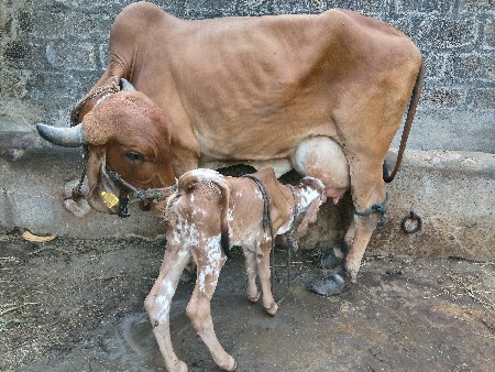 ગાય વેચવાની છે.