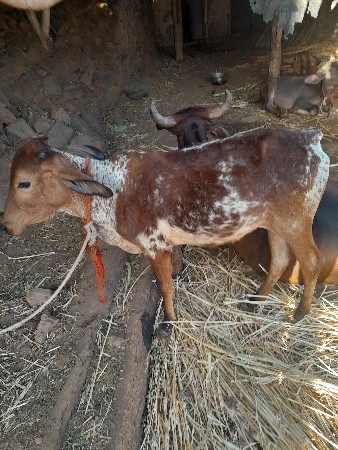 વાછડીયો