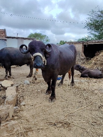 ભેસ વેચવાની છે