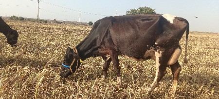એચ એફ ગાય