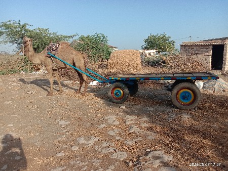 સાંઢીયો અને ગાડી  વેસવાના છે