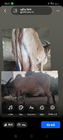 ગાય વેચવાની છે એક ફેન્સી વેચવાન