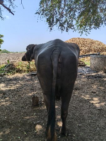 vechvani chhe