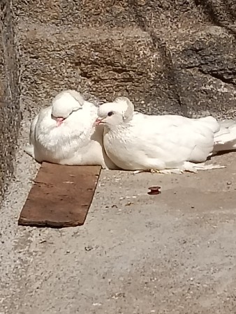 કબુતર અંગેની દઈ દેવાના હૈ