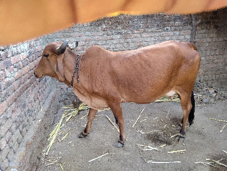 ગાય વેચવાની છે.