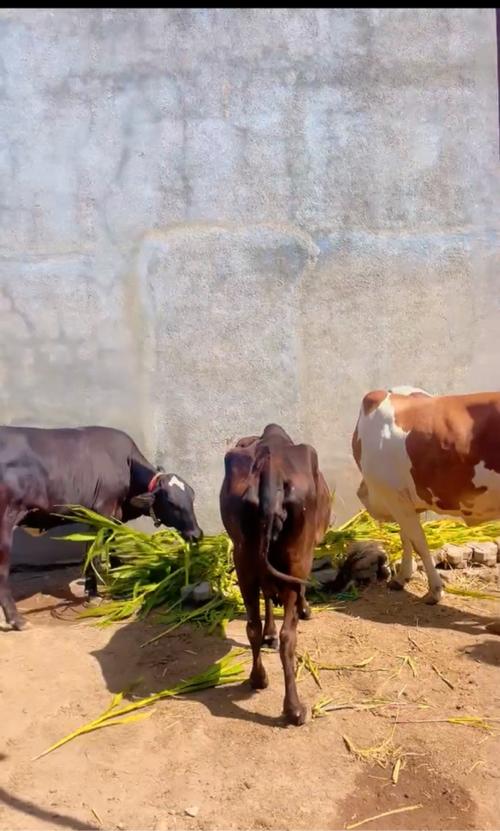 5 ગિર ક્રોસ ગાય દેવા ની છે
