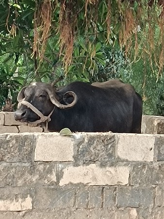 ભેંસ
