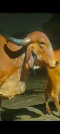 ગાયુ વેચવા ની છે
