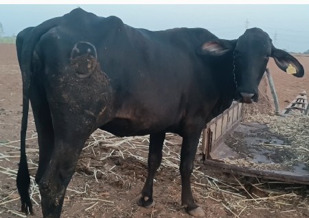 ગાય વેચવાની છે