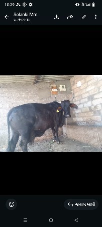 ગીર કોર્સ ગાય દેવાની છે
