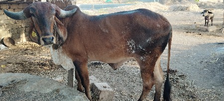 ગીર વાસડી વેચવાની સે
