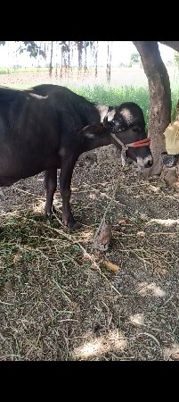 પાડિ અંને પાડો વેચવાના છે