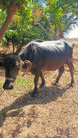 ખડેલી વેસવાની છે