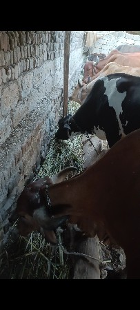 એક હારે પાંચ ગાય વેચવાની છે