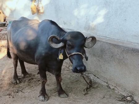 આ ખડેલી વેચવાની છે