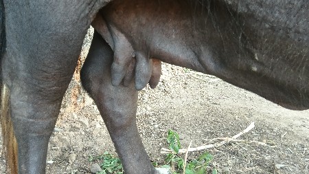 ભેંસ વેચવાની છે