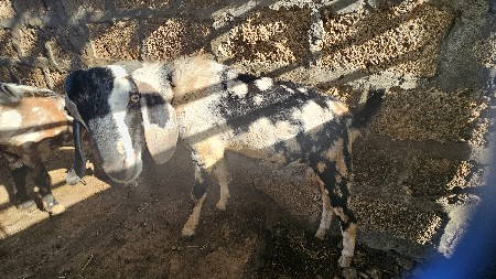 (2) બકરા વેચવાના છે