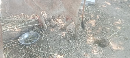 gay veshvani se desi