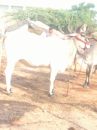 શિવ સાહેબ