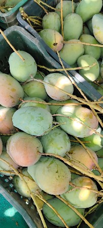 ઓર્ગેનિક કેસર કેરી વેચવાની છે