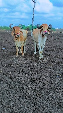 ટોટલ જવાબદારી છે માકડા વેચવાના છે