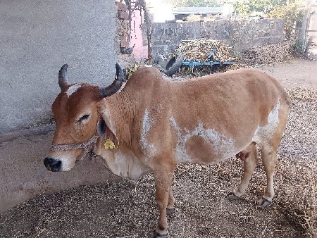 આ ગાય વેચવાની છે
