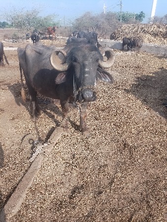 ભેસ