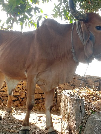 ગોઢલો વેચવાનો છે ચાલુ બંને બાજુ