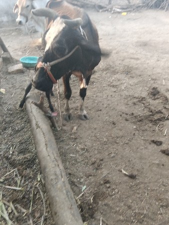 hf ગાય