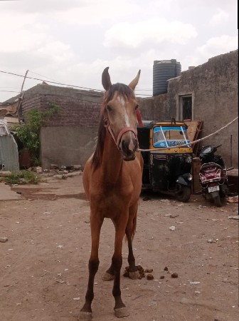 આ ઘોડી વેચવા ની છે