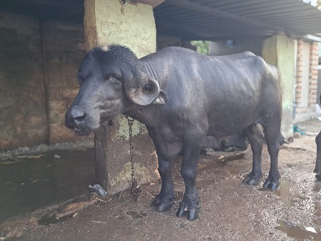 વેચવાનો છે