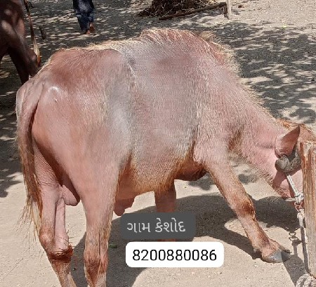 4 ભૂરા 1 કારો  4 ખડેલા