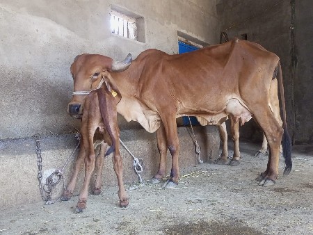 ગાય વેચવાની છે