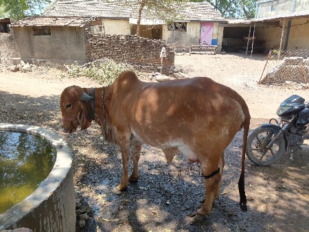 ગાય વેચવાની છે