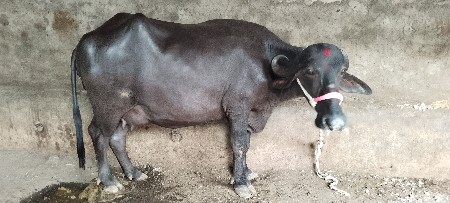 પેલુ વેતર ખડેલી વેચવાની છે.