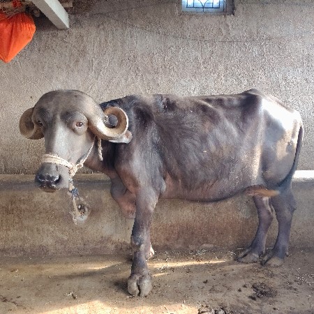 ખડેલી વેચવા ની છે