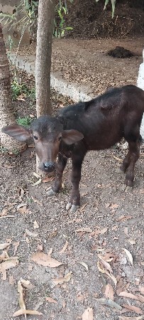 bhes vecvani che
