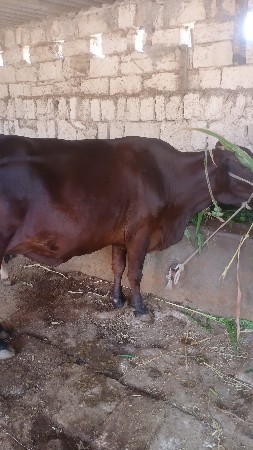 4 ભેંસ 5 ગાય 2વાછડી